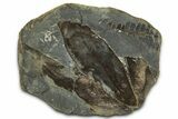 Macroneuropteris Fern Fossils Pos/Neg - Mazon Creek #331713-1